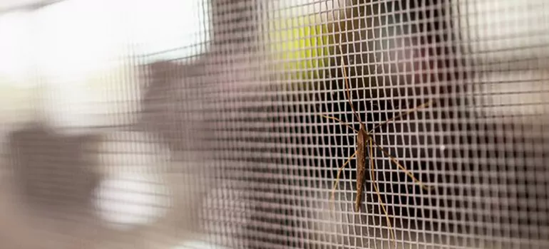 Repair Mosquito Mesh For Windows in St. Petersburg, FL